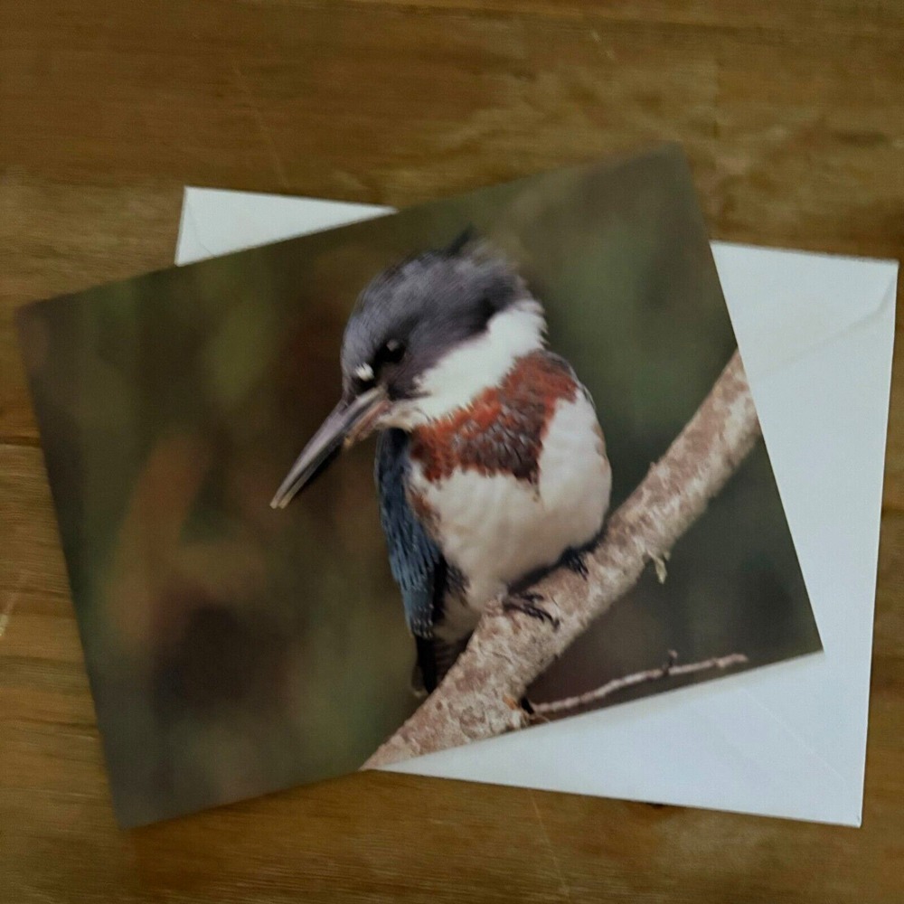 Audubon Belted Kingfisher Bird Family & Friend Blank Note Card with Envelope‎